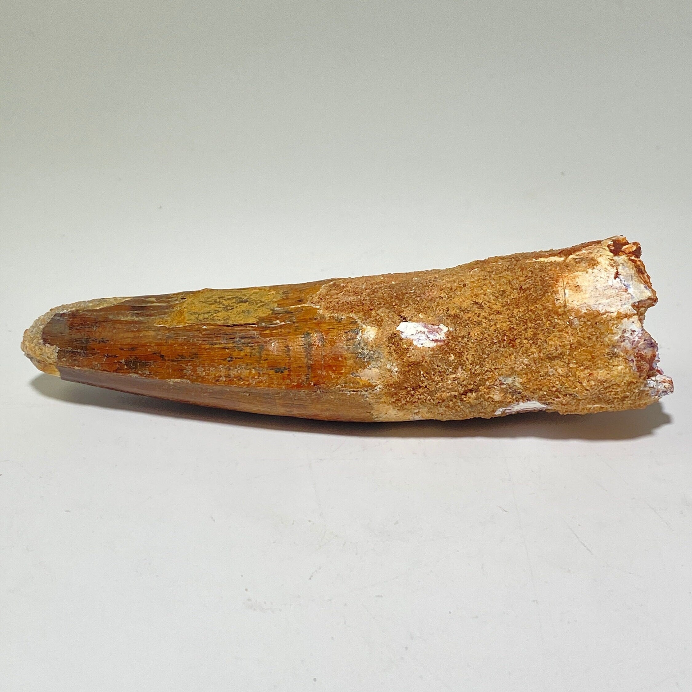 Real Spinosaurus tooth