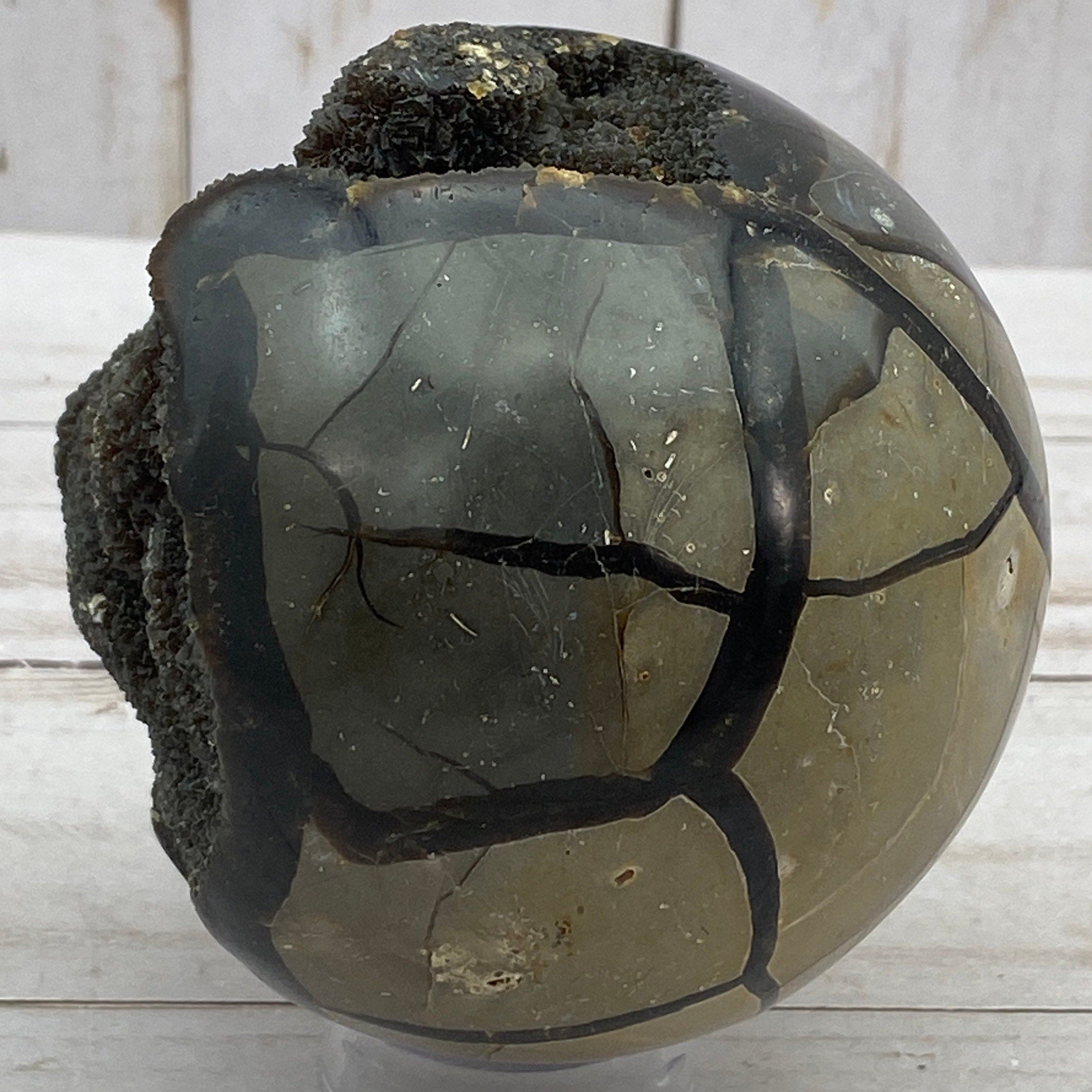 Dragons Egg SPHERE Septarian Nodule