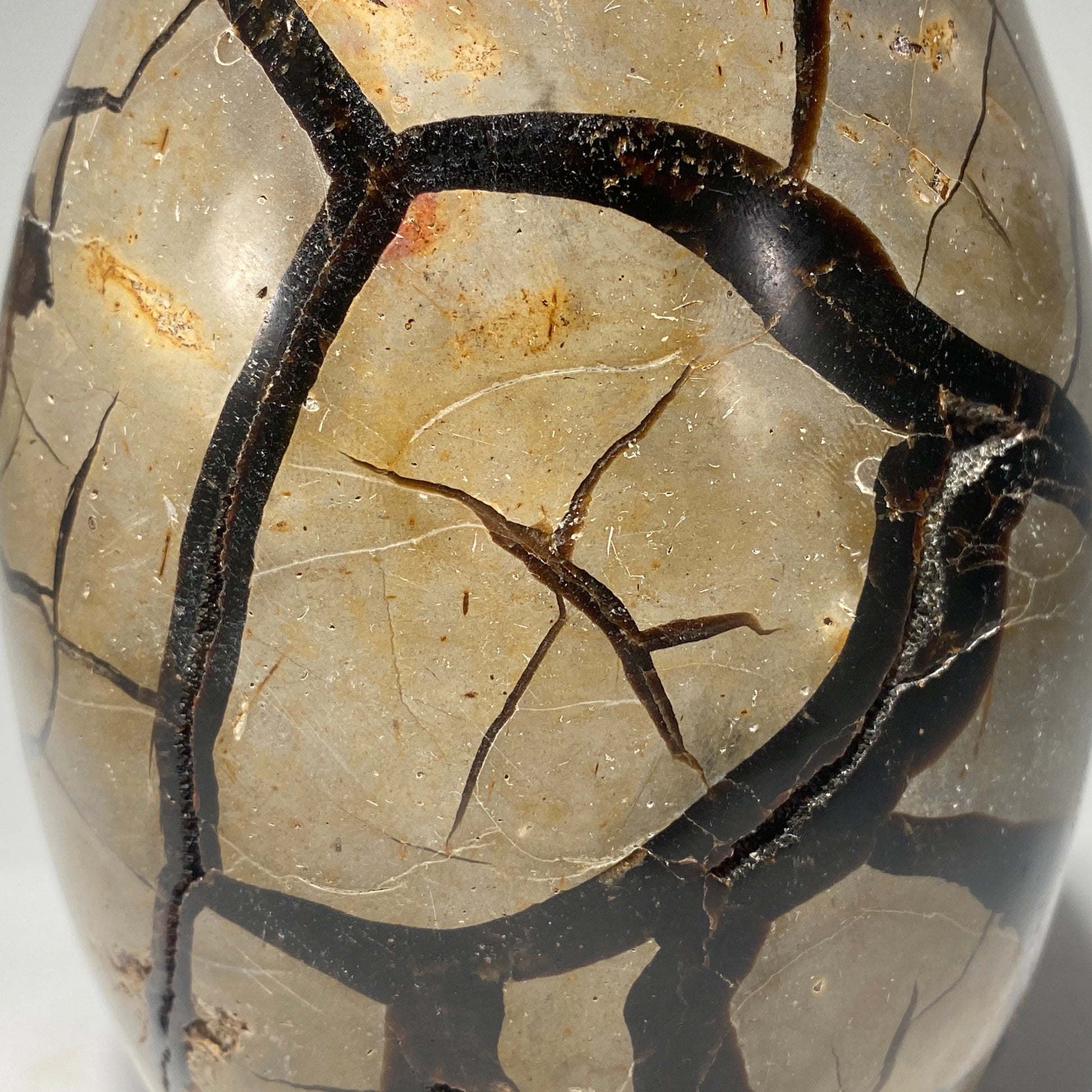 Dragon's Egg Septarian Nodule