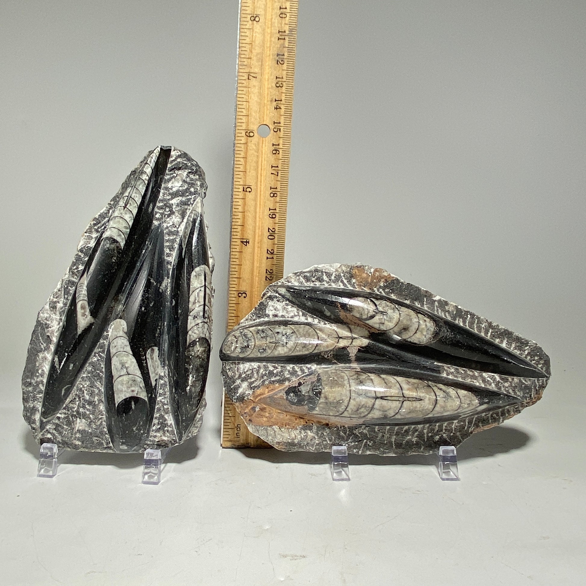 Orthoceras fossil plaque with stand, fossil cephalopod