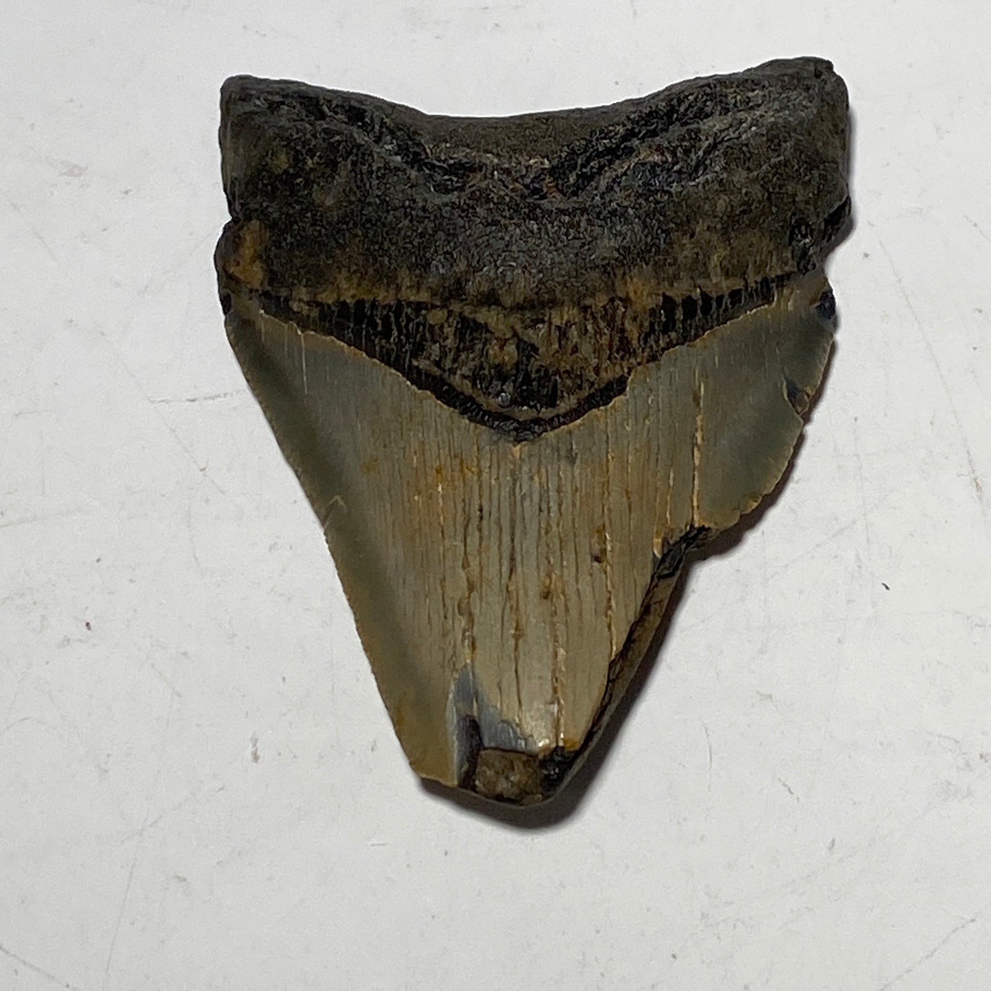 Whole real Megalodon Tooth, 3 inches long | fossil shark tooth, dinosaur fossil, dinosaur tooth, Miocene fossil, fossil lover gift