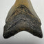 Whole real Megalodon Tooth, 3 inches long | fossil shark tooth, dinosaur fossil, dinosaur tooth, Miocene fossil, fossil lover gift