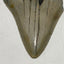 Whole real Megalodon Tooth, 2.75 inches long | fossil shark tooth, dinosaur fossil, dinosaur tooth, Miocene fossil, fossil lover gift
