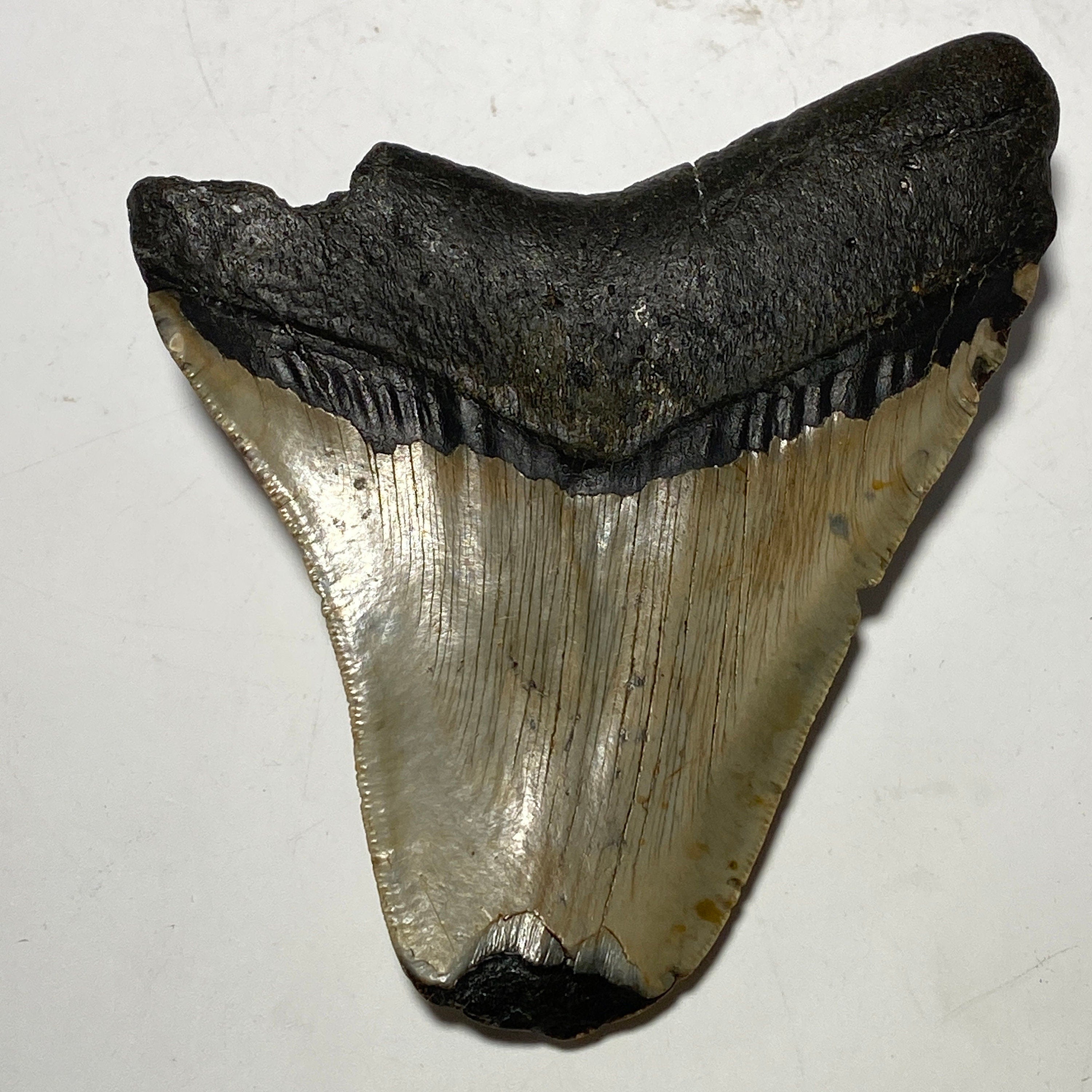 Whole real Megalodon Tooth, 4.5 inches long | fossil shark tooth, dinosaur fossil, dinosaur tooth, Miocene fossil, fossil lover gift