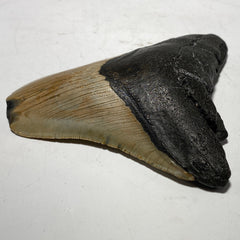 Whole real Megalodon Tooth, 4.5 inches long | fossil shark tooth, dinosaur fossil, dinosaur tooth, Miocene fossil, fossil lover gift