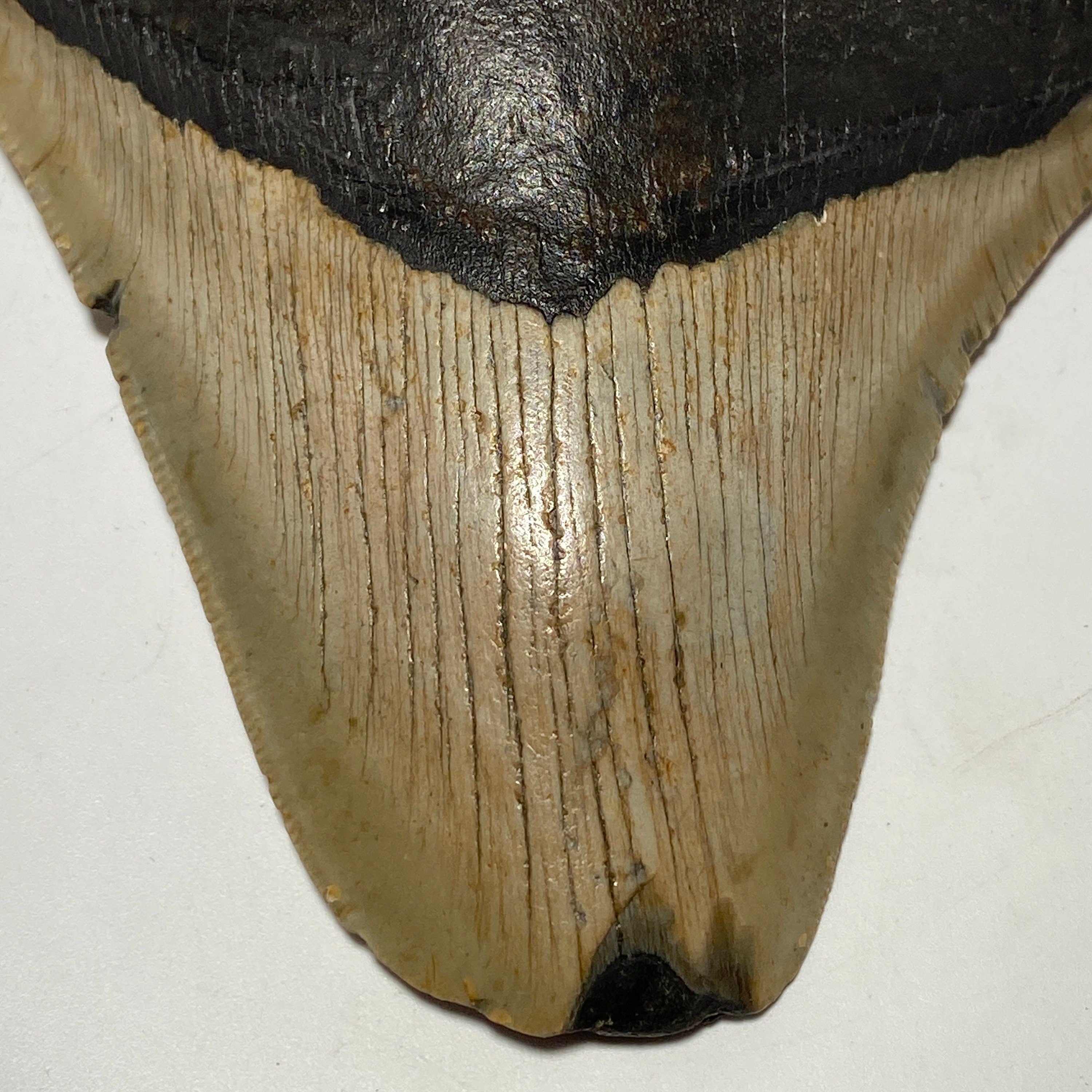 Whole real Megalodon Tooth, 4.5 inches long | fossil shark tooth, dinosaur fossil, dinosaur tooth, Miocene fossil, fossil lover gift