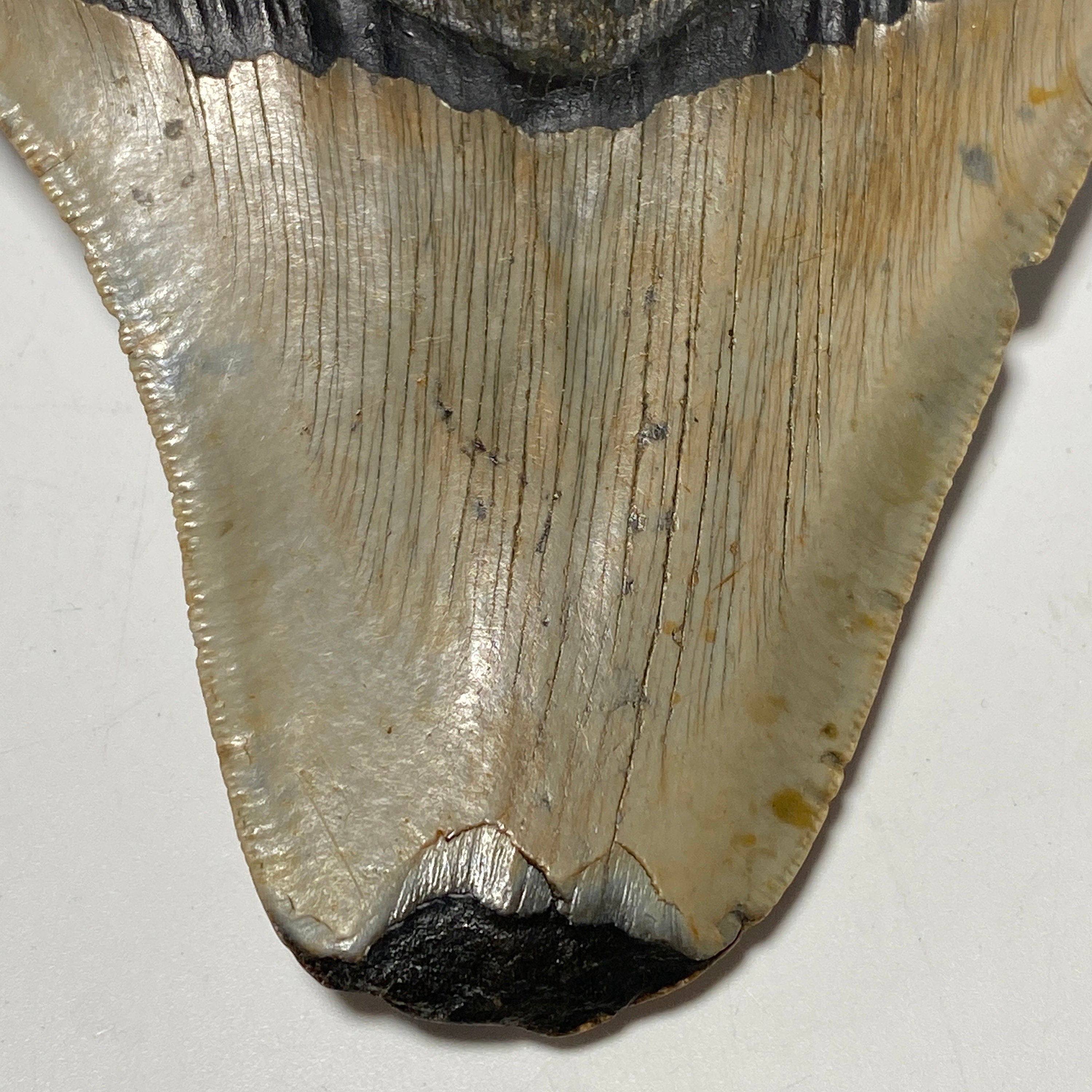 Whole real Megalodon Tooth, 4.5 inches long | fossil shark tooth, dinosaur fossil, dinosaur tooth, Miocene fossil, fossil lover gift