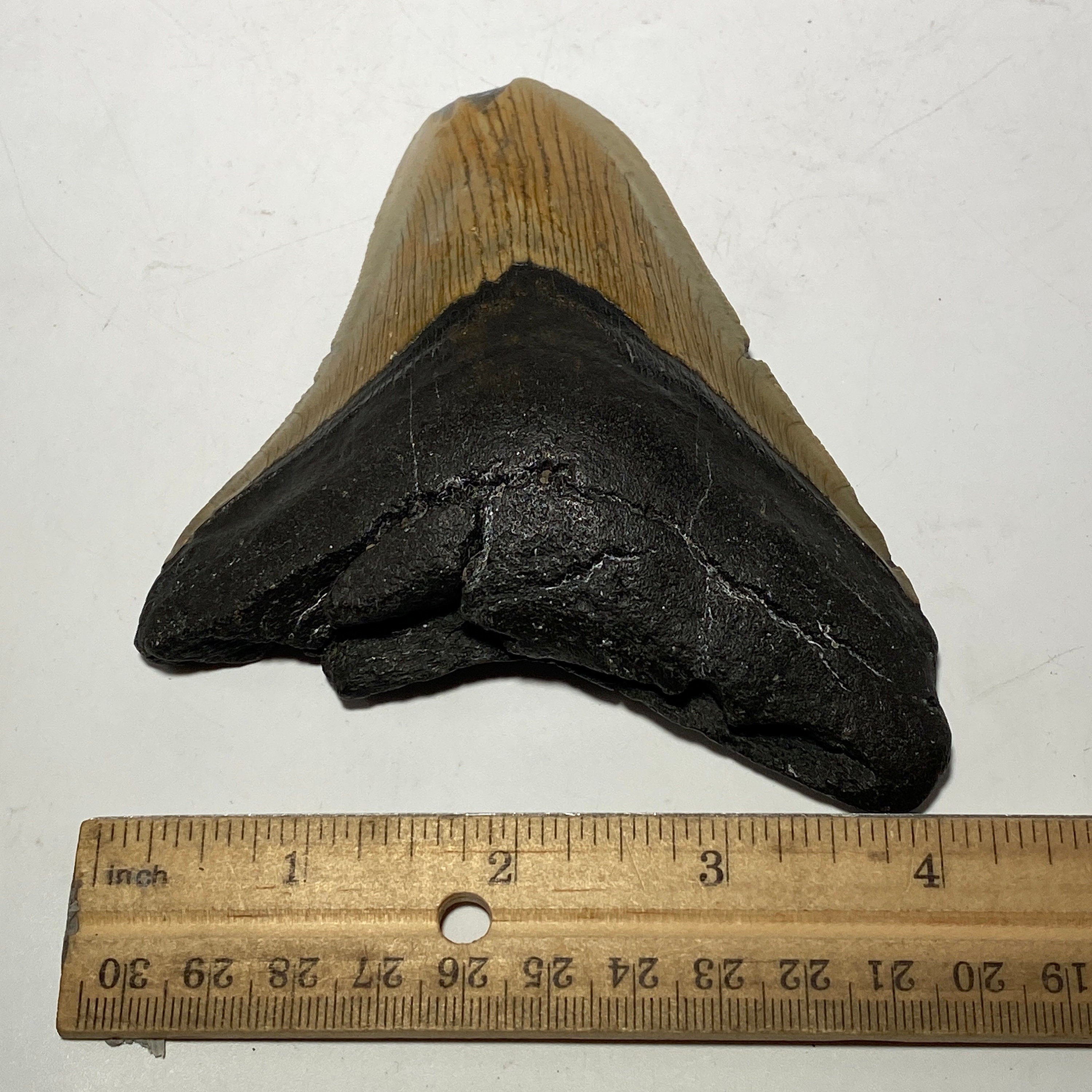 Whole real Megalodon Tooth, 4.5 inches long | fossil shark tooth, dinosaur fossil, dinosaur tooth, Miocene fossil, fossil lover gift