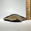 Whole real Megalodon Tooth, 4.5 inches long | fossil shark tooth, dinosaur fossil, dinosaur tooth, Miocene fossil, fossil lover gift