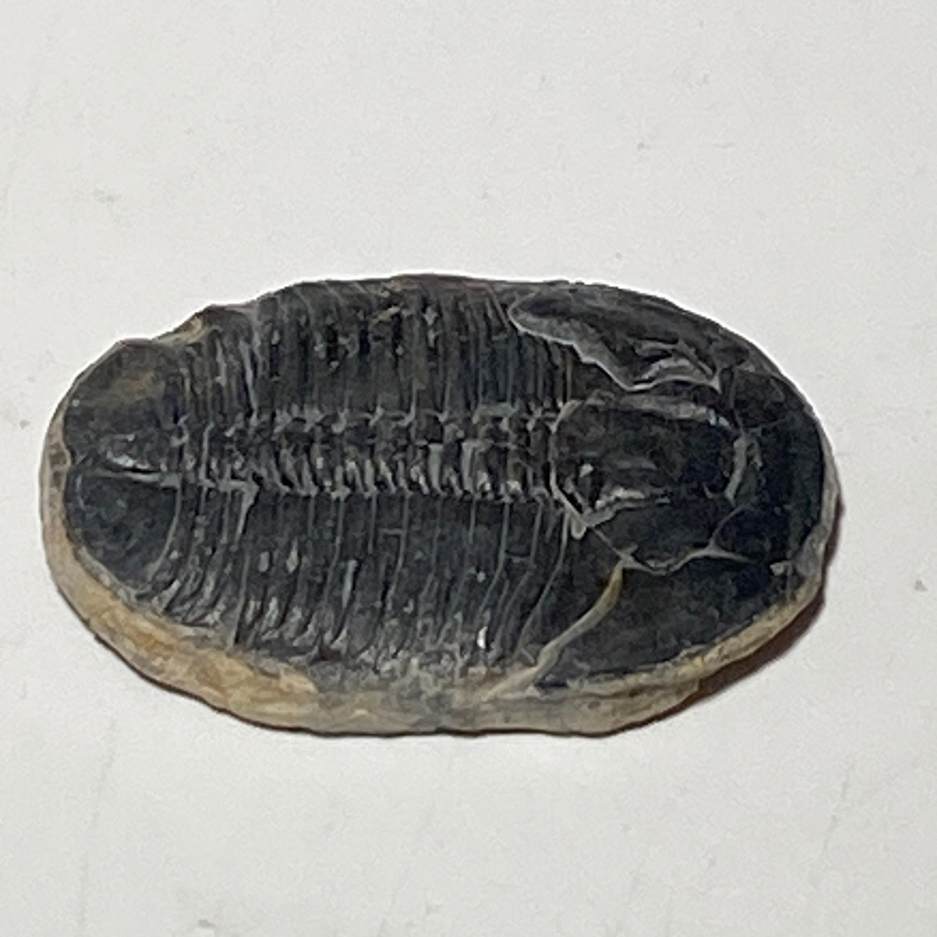 Trilobite fossil, Elrathia King from Utah | 1 inch long, Utah fossil, fossil collectible, trilobite specimen, fossil lover gift