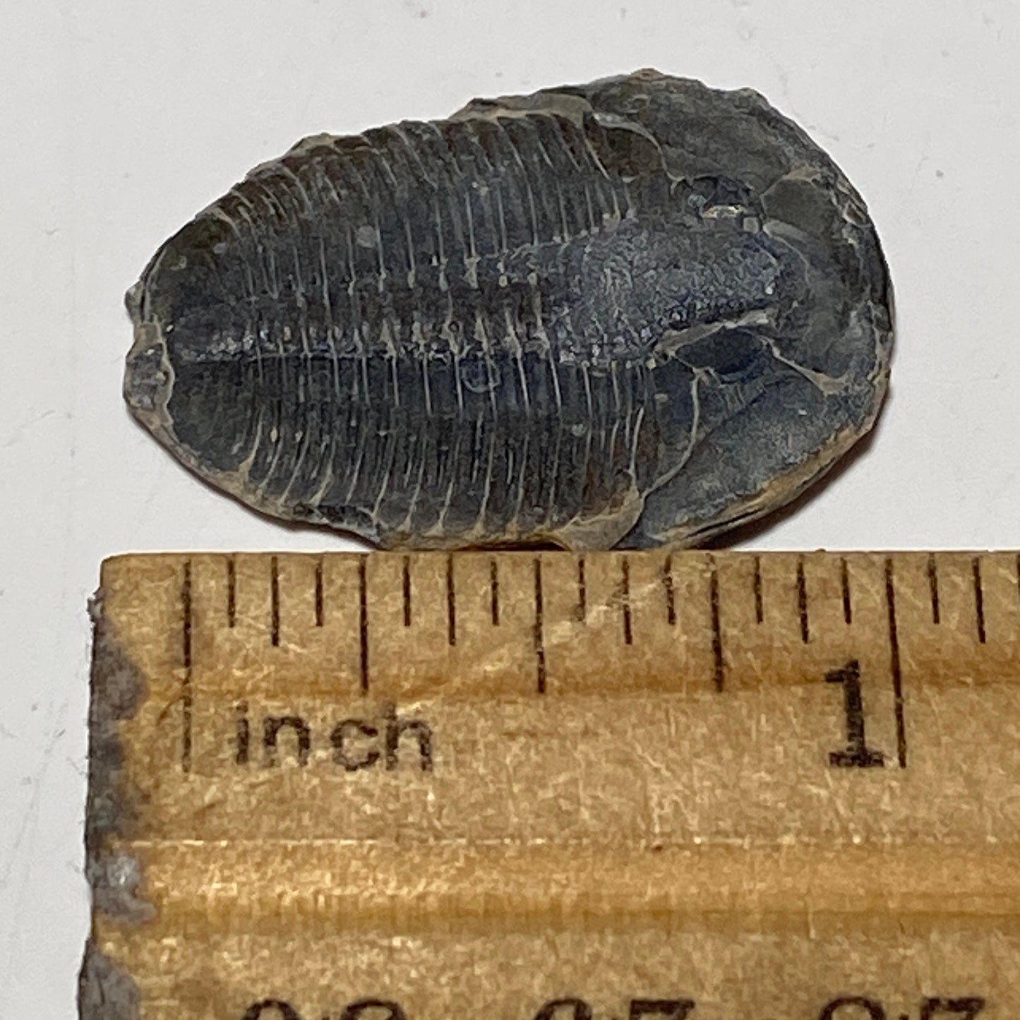 Trilobite fossil, Elrathia King from Utah | 1 inch long, Utah fossil, fossil collectible, trilobite specimen, fossil lover gift