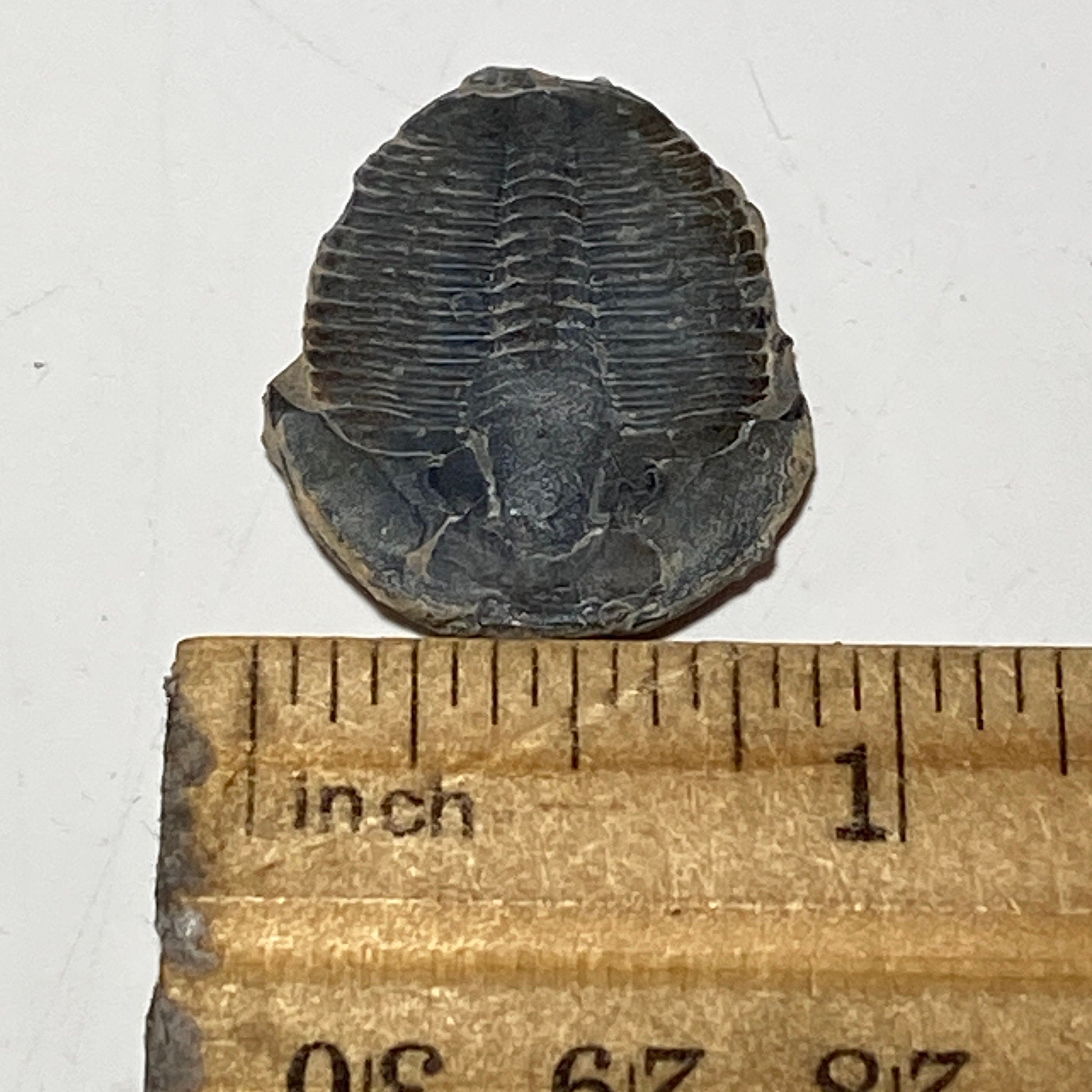 Trilobite fossil, Elrathia King from Utah | 1 inch long, Utah fossil, fossil collectible, trilobite specimen, fossil lover gift