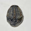 Trilobite fossil, Elrathia King from Utah | 3/4-7/8 inch long, Utah fossil, fossil collectible, trilobite specimen, fossil lover gift