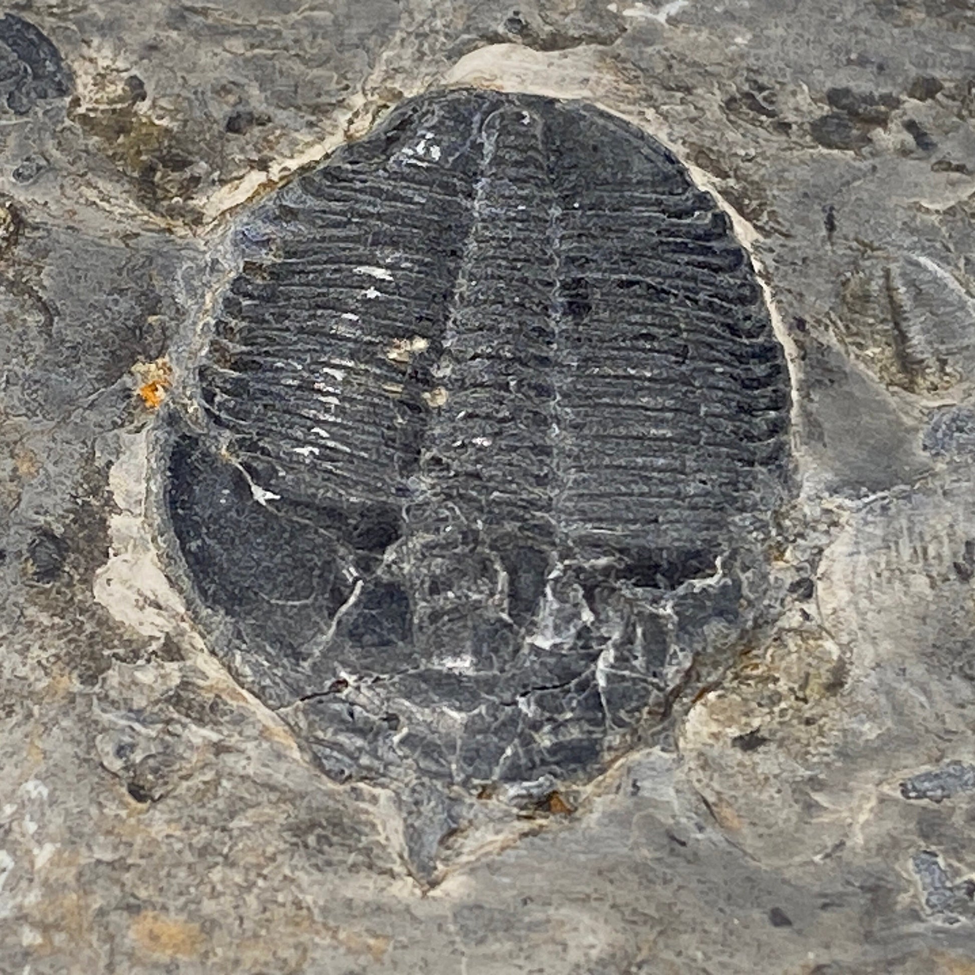 Trilobite fossils in Utah shale | fossil decor, Utah fossil, fossil collectible, trilobite specimen, Elrathia King, fossil lover gift