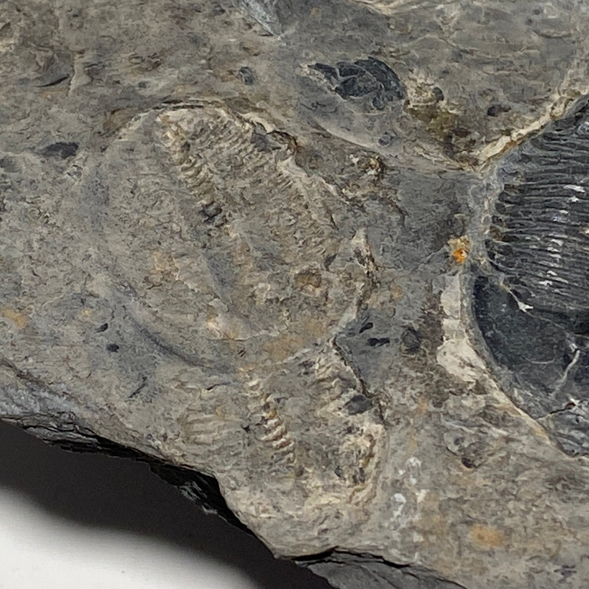 Trilobite fossils in Utah shale | fossil decor, Utah fossil, fossil collectible, trilobite specimen, Elrathia King, fossil lover gift