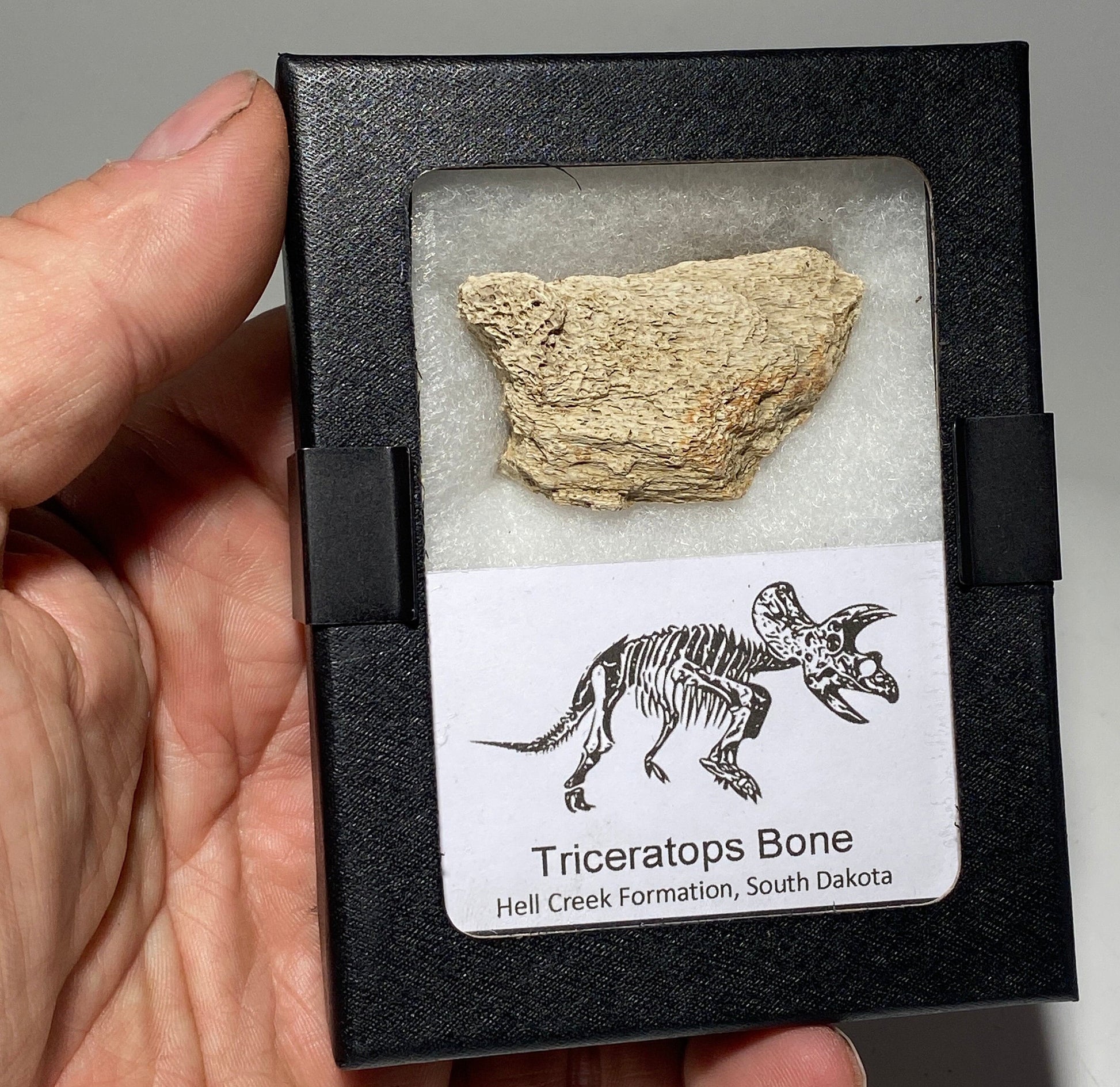 Real Triceratop Bone in a display case | form the Hell Creek Formation in South Dakota, fossil collector or dinosaur lover gift
