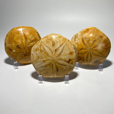 Fossil Sea Urchin Sand Dollar | mepygurus marmonti, Madagascar fossil, fossil lover or collector gift idea includes stand