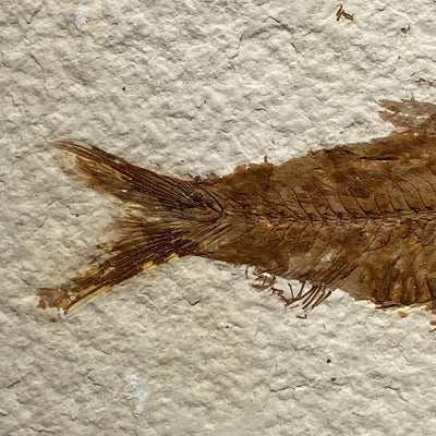 Knightia fossil fish plaque