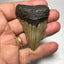 Whole real Megalodon Tooth, 2.75 inches long | fossil shark tooth, dinosaur fossil, dinosaur tooth, Miocene fossil, fossil lover gift
