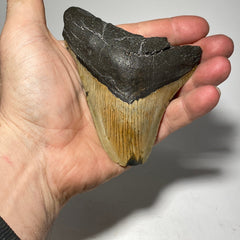 Whole real Megalodon Tooth, 4.5 inches long | fossil shark tooth, dinosaur fossil, dinosaur tooth, Miocene fossil, fossil lover gift