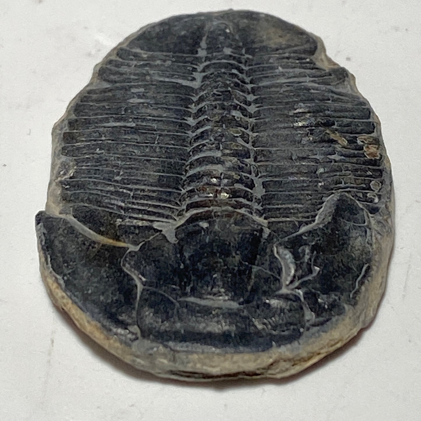Trilobite fossil, Elrathia King from Utah | 1 inch long, Utah fossil, fossil collectible, trilobite specimen, fossil lover gift