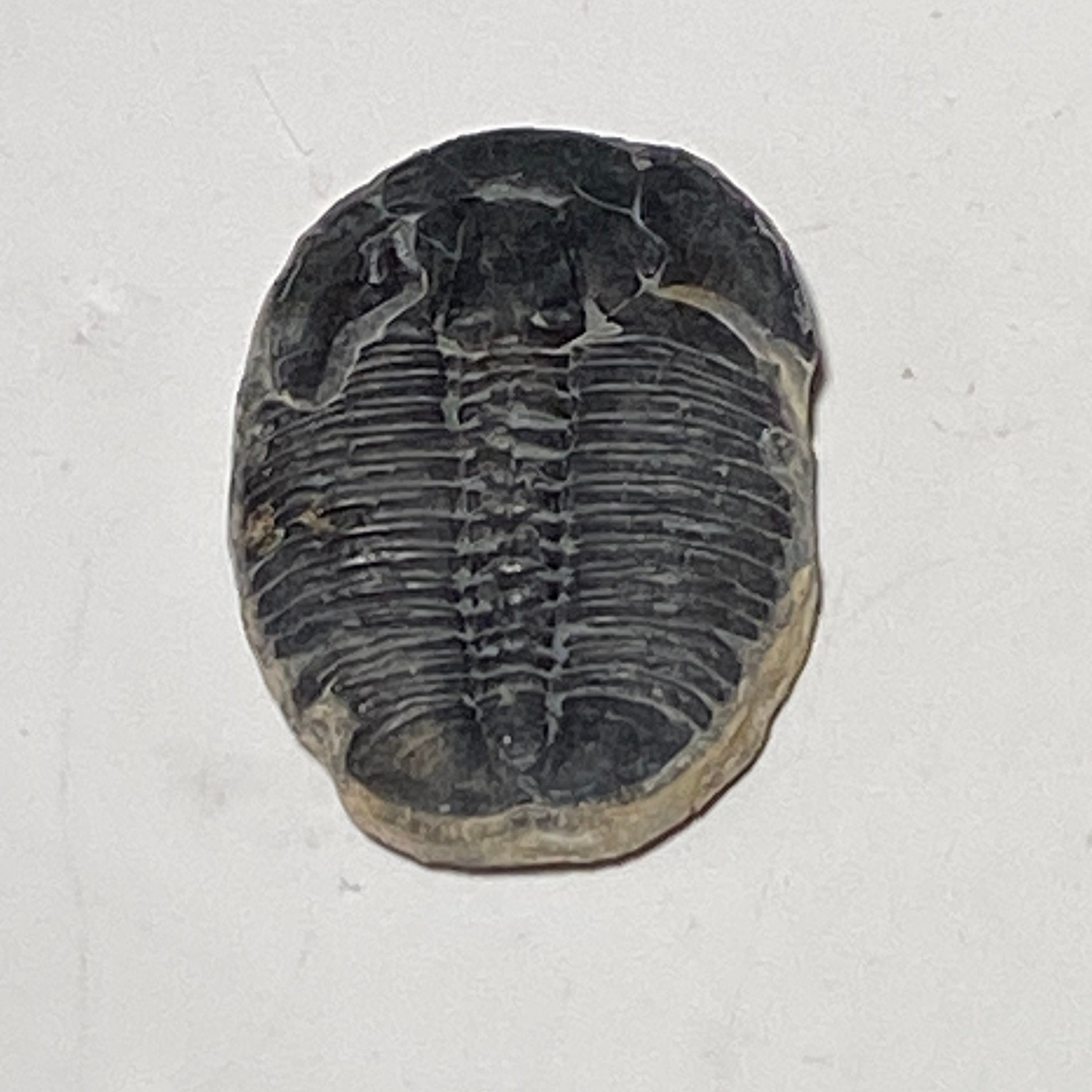 Trilobite fossil, Elrathia King from Utah | 1 inch long, Utah fossil, fossil collectible, trilobite specimen, fossil lover gift