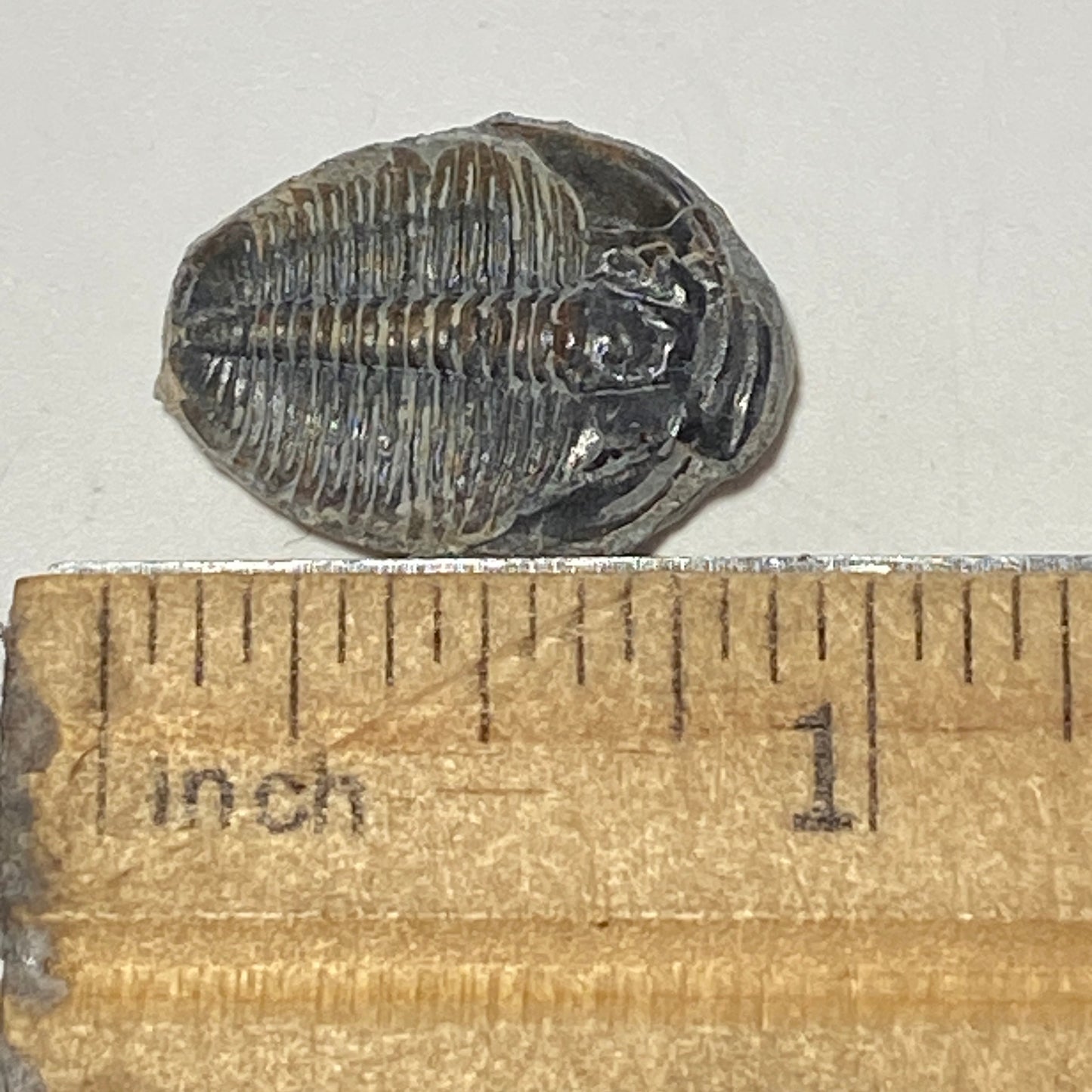 Trilobite fossil, Elrathia King from Utah | 3/4-7/8 inch long, Utah fossil, fossil collectible, trilobite specimen, fossil lover gift
