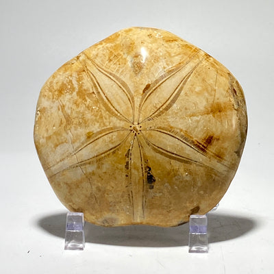 Fossil Sea Urchin Sand Dollar | mepygurus marmonti, Madagascar fossil, fossil lover or collector gift idea includes stand
