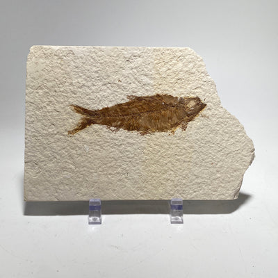 Knightia fossil fish plaque