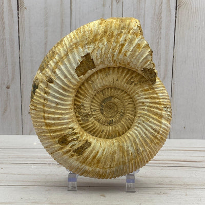 White Ammonite fossil - RocciaRoba