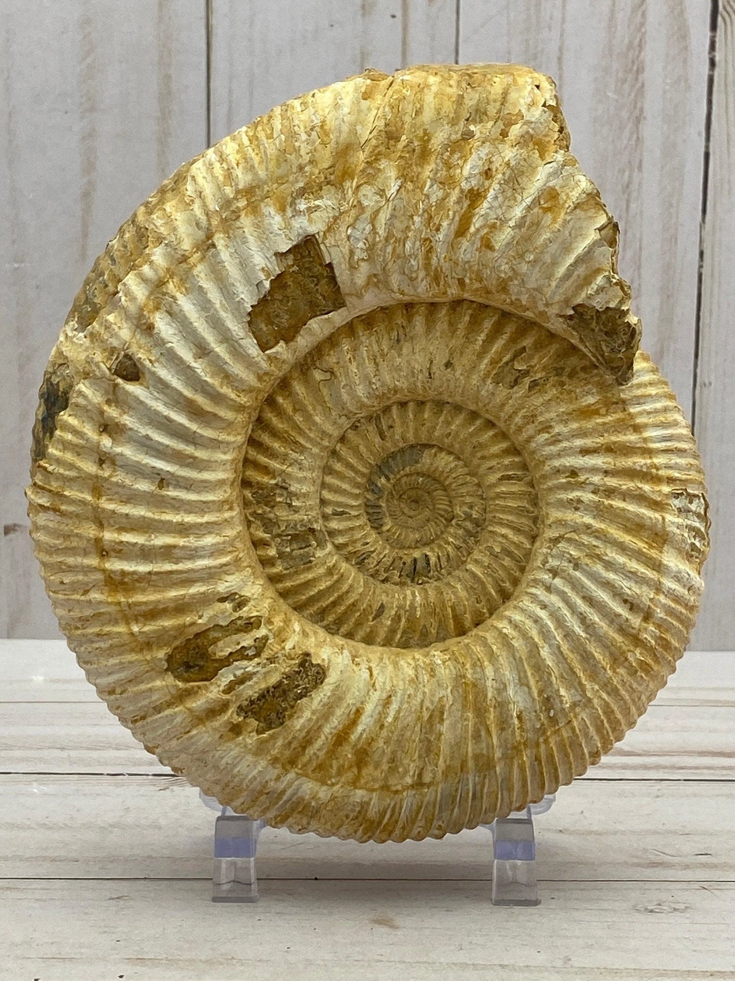 White Ammonite fossil - RocciaRoba