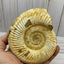White Ammonite fossil - RocciaRoba