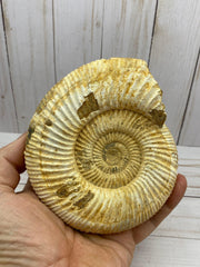 White Ammonite fossil - RocciaRoba