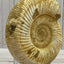 White Ammonite fossil - RocciaRoba