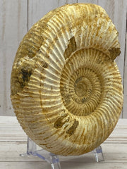 White Ammonite fossil - RocciaRoba