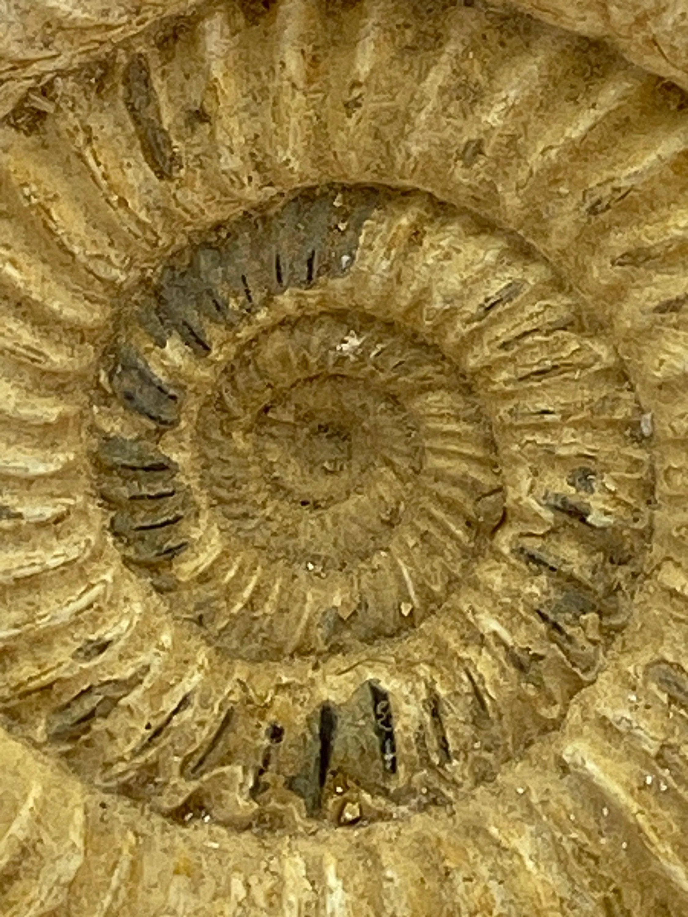 White Ammonite fossil - RocciaRoba