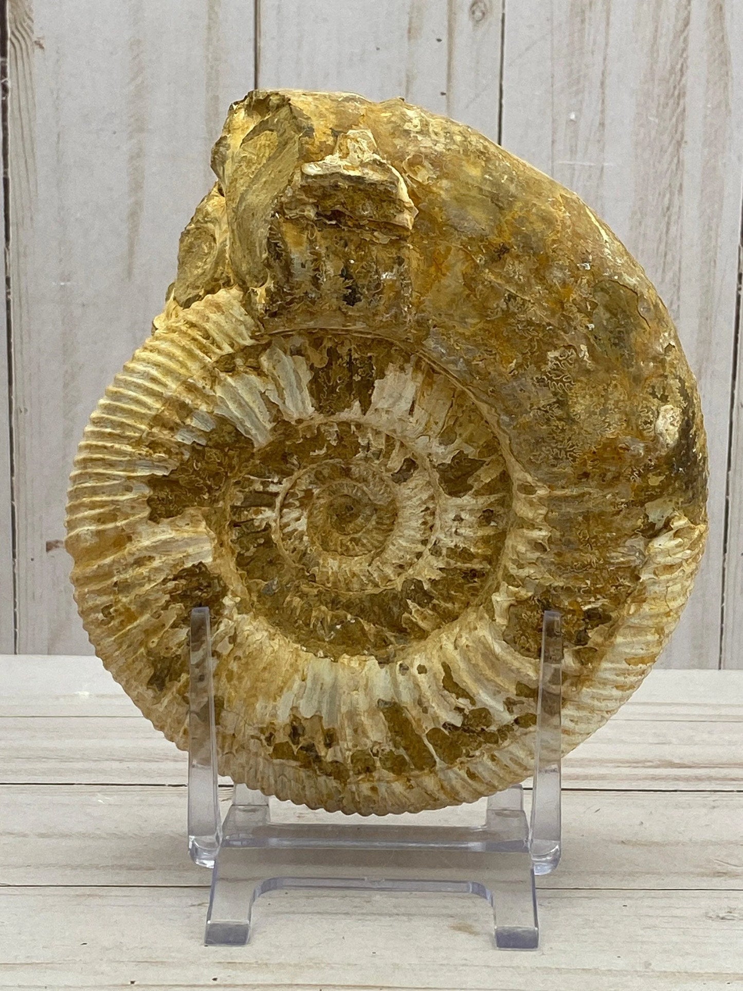 White Ammonite fossil - RocciaRoba