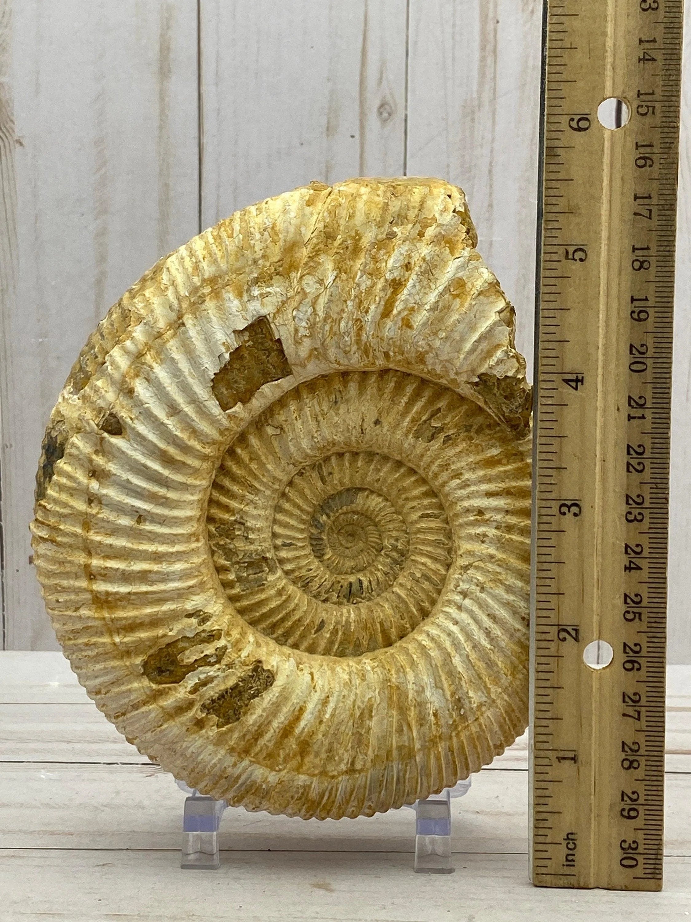 White Ammonite fossil - RocciaRoba