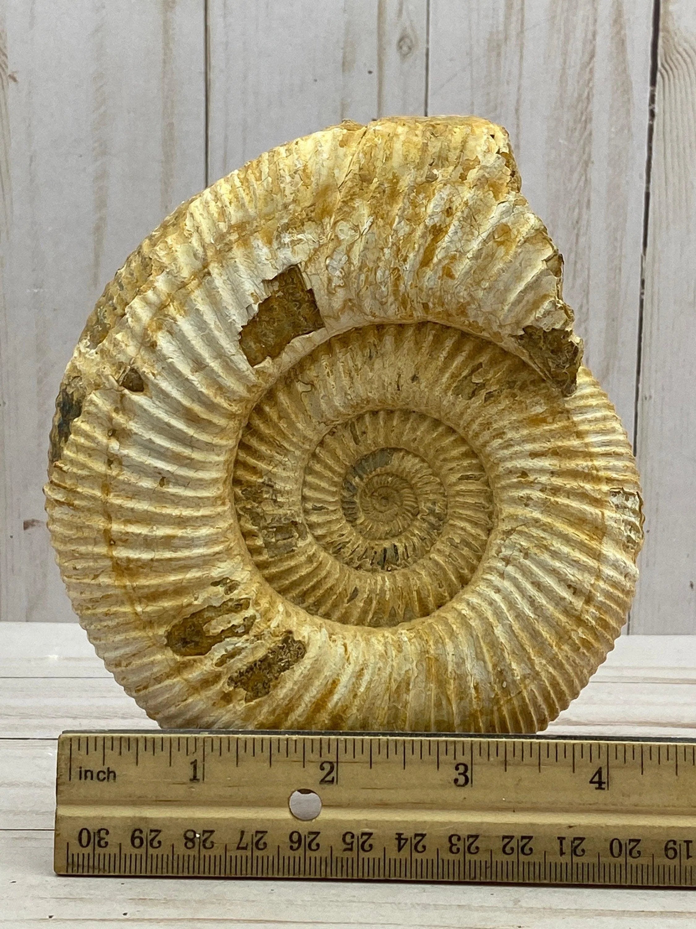 White Ammonite fossil - RocciaRoba